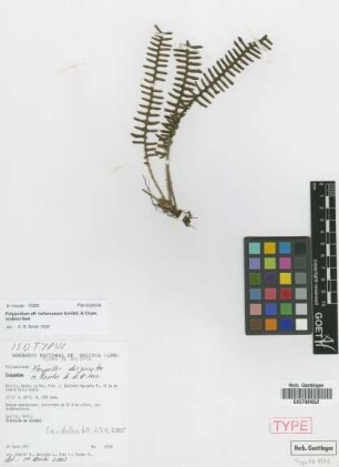 Pleopeltis disjuncta M.Kessler & A.R.Sm. [isotype]