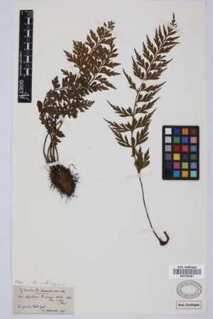 Asplenium canariense Willd.