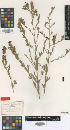 Cuphea cuernavacana Rose [type]