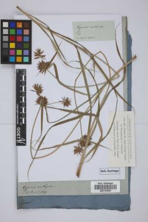Cyperus multiplex