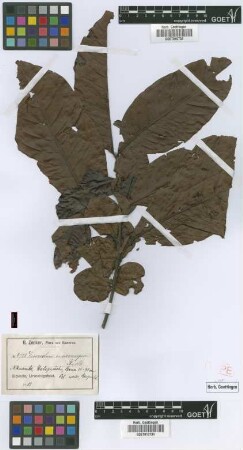 Eriocoelum macrocarpum Gilg ex Radlk. [syntype]