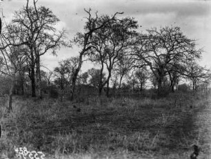 Antilopen : Im Krüger-Nationalpark fotografierte Vertreter einer nicht näher benannten Antilopenart.
