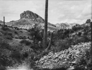 Vegetation am Salt River : Landschaft mit Strauch- und Kakteen-Vegetation in Arizona am Salt River östlich von Phoenix