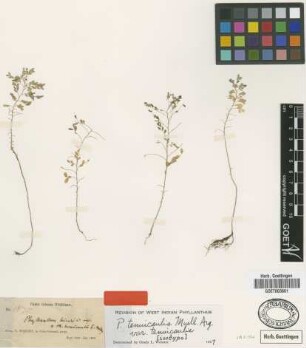 Phyllanthus tenuicaulis Müll.Arg. var. tenuicaulis Müll.Arg.[isotype]