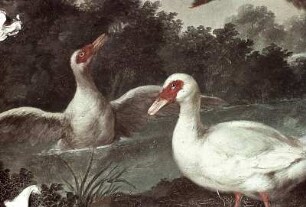 Enten