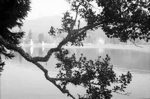Blick durch einen Baumast auf den Titisee