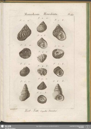 Pl. 447. Monodonte. Monodonta