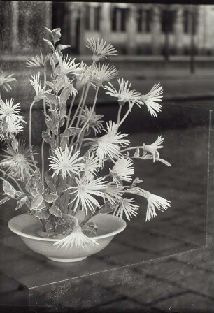 "Blumen um uns" (Photographische Plaudereien in Wort und Bild). Gerbera-Gesteck in einem Schaufenster