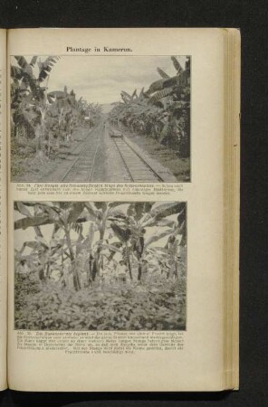 Abb. 34-35. Plantage in Kamerun.