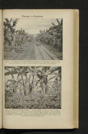 Abb. 34-35. Plantage in Kamerun.