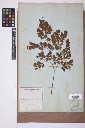 Adiantum tenerum Sw.