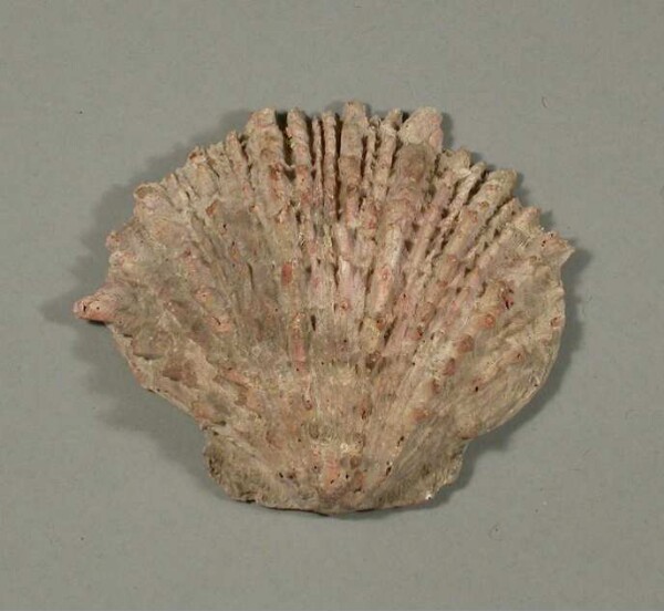 Spondylus shell