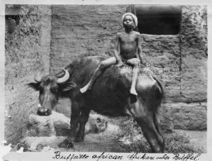 Ägypten. Nacktes Kind auf Afrikanischem Büffel sitzend
