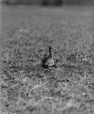 Uferschnepfe : Königswartha, Vorwerksteich, Uferschnepfe (Limosa limosa Linnaeus) beim Brüten.