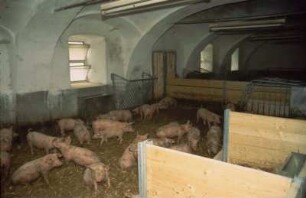 Fotografie: Stallsystem, Tieflaufstall, Mastschwein