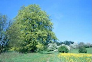 Wanderweg nach Suhl, blühende Obstbäume und geschützte Buchengruppe