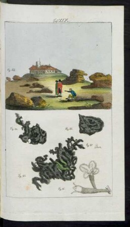 Taf. XIX. Fig. 82. - Fig. 87.