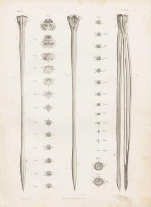 Aufbau des Rückenmarks