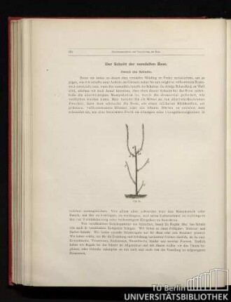 Der Schnitt der veredelten Rose