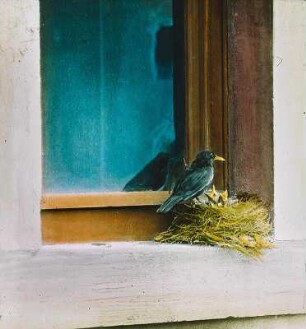 Vögel. Amsel (Turdus merula). Männchen beim Füttern der Jungen im Nest