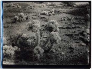 Opuntia in Concepción