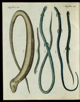 Seltne Reptilien.