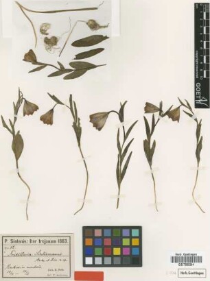 Fritillaria schliemannii Asch. & Boiss. ex Sint [type]
