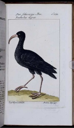 Der schwarze Ibis. Tantalus niger.
