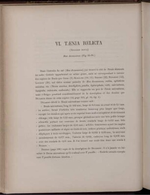 VI. Tænia Relicta