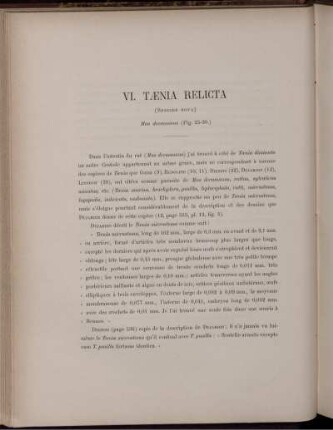 VI. Tænia Relicta