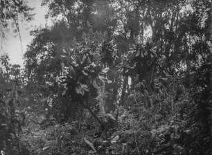 Vegetation der Virunga-Vulkane : Die Vegetationslandschaft im Gebiet der Virunga-Vulkane