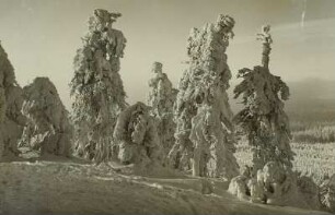 Raufrostbehangene Fichten am Kahleberg im Winter