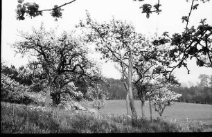 Freiburg: Blütenbäume oberhalb der Eichhalde