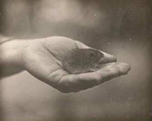 Feldmaus (Microtus arvalis Pallas), gefangenes Tier auf der Hand