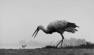 Archivfotografie "motive_tiere_wild_stoerche_13473"