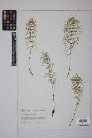 Equisetum pratense Ehrh.