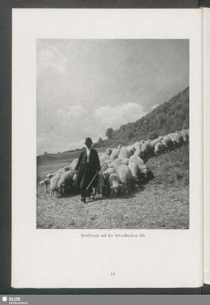 Schafherde auf der Schwäbischen Alb