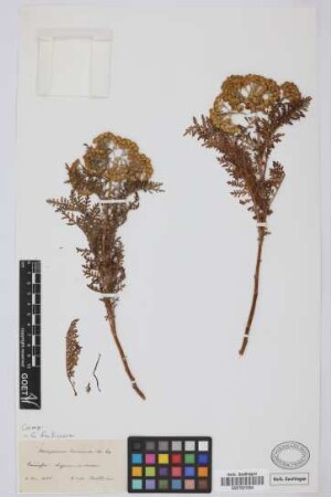 Gonospermum canariense (DC.) Less.