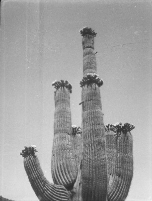 Kaktus (USA-Reise 1933)