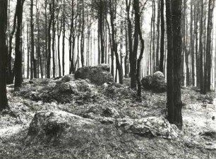 Landkreis Meißen. Golkwald. Heidegräber, Naturdenkmal Riesensteine. Gangquarzit (im Meißner Granit)