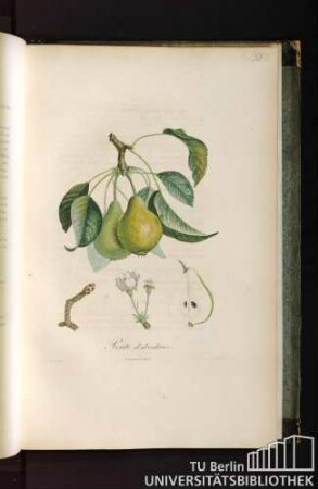 Pl. LXVIII. Poire d'abondance.