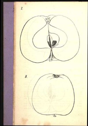 7. [Pariser Rambour-Reinette] 8. [Ananas-Reinette]