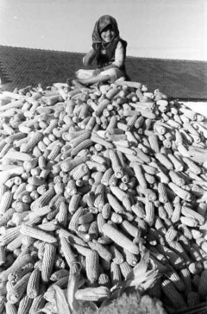 Bulbucata: Mädchen auf Maishaufen (Pressefahrt zur Besichtigung landwirtschaftlicher Betriebe im Bezirk Vlasca)
