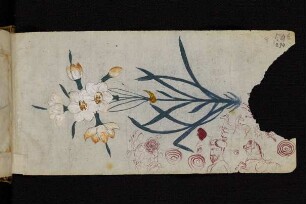 Illustration: weiße Blume und rote Skizze