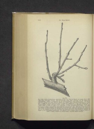 Fig. 239.