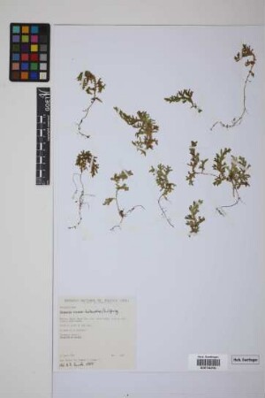 Selaginella novae-hollandiae (Sw.) Spring