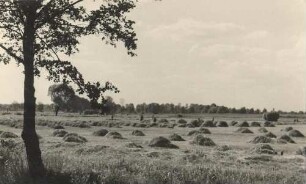 Heuernte bei Weißkollm : Synowe žně bei Běłeho Chołmca