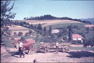 Getreideernte im Dreisamtal