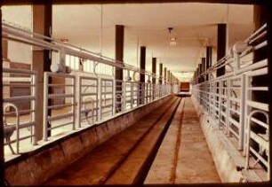 Futterbahn im Anbindestall in Bornim für den fahrbaren Futtertisch