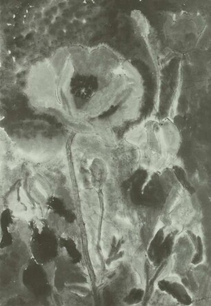 Mohn und Iris